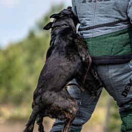 Dutch Shepherds from Bluestone Creek Dutch Shepherds