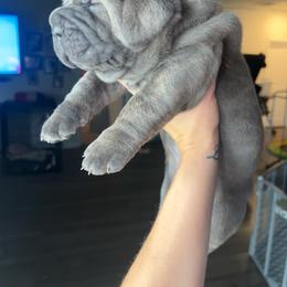 KNICKS - Gray brindle male Cane Corso puppy in Bolivia, North Carolina from 336 Cane Corso