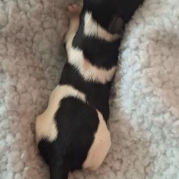 Archie - Black and white male Shih Tzu puppy in Cañon City, Colorado from Terri Geiser-Gilchrist