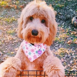 Gracie - Goldendoodle
