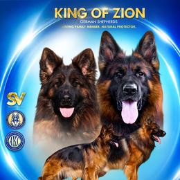 Red girl - Black and red female German Shepherd puppy in Alvarado, Texas from King Of Zion German Shepherds