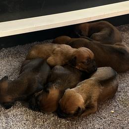 Rhodesian Ridgeback Puppies from Masai's Pride Rhodesian Ridgbacks