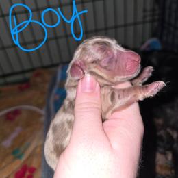 Benedict - Dapple male Dachshund puppy in Windom, Minnesota from Aster Creek Dachshunds & Australian Shepherds