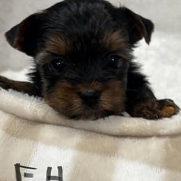Hope Female 1 - Black and gold female Yorkshire Terrier puppy in Chesapeake, Virginia from Your Key Breeder