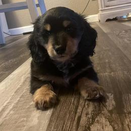 Benny - Black and tan male Dachshund puppy in La Veta, Colorado from Spanish Peaks Longhair Mini Dachshunds