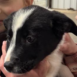 Girl 3 - female Border Collie puppy in Austin, Texas from Abundant Life Ranch Border Collies