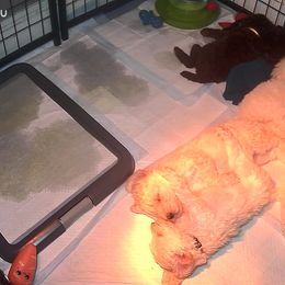 Poodle Puppies from Triangle Standards