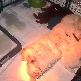 Poodle Puppies from Triangle Standards