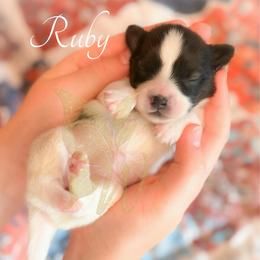 Ruby - White and sable female Papillon puppy in Coatesville, Indiana from Wendy’s Wings