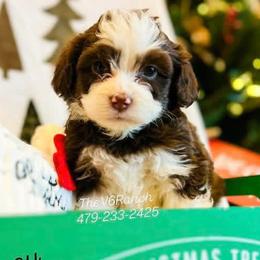 Aussiedoodles, Bernedoodles, Sheepadoodles, and Shichons from V6 Ranch Dogs
