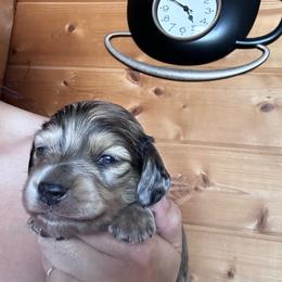 Boy 3 - Dapple male Dachshund puppy in Cheyenne, Wyoming from Great Basin Hounds