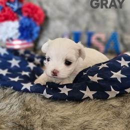 LITTLE GRAY - White male Maltese puppy in Victoville, California from T&C Maltese