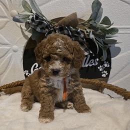 Orange Collar Rocky - Red  male Goldendoodle puppy in Bristol, Tennessee from 4goldendoodles
