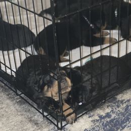 Rottweiler Puppies from BNB Rotts