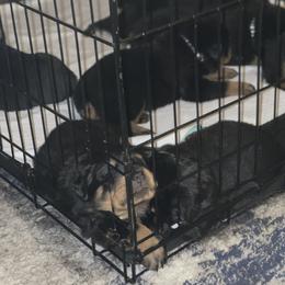 Rottweiler Puppies from BNB Rotts