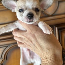 Orange - Sable spotted white male Chihuahua puppy in Isanti, Minnesota from Happy Little Chihuahuas