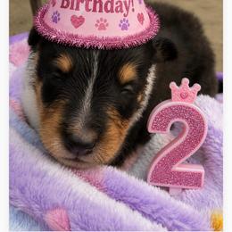 Fellie - Black white and tan female Collie puppy in Carencro, Louisiana from Cajun Bayou's Collies LLC