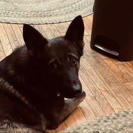 Valor - German Shepherd