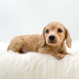 Butters - Cream male Dachshund puppy in Litchfield, Illinois from Charmm Dachshunds