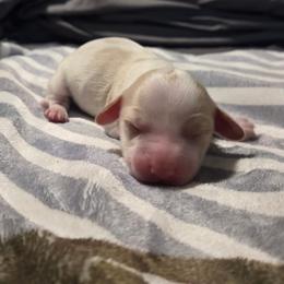 Magnus - Cream male Dachshund puppy in Mobile, Alabama from Mobile Mini Dachshunds