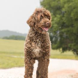 Lexie - Portuguese Water Dog