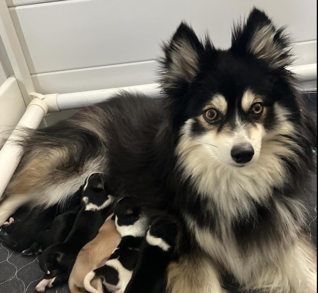 Rustic Pomskies in Wisconsin | Pomsky puppies | Good Dog