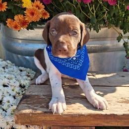 Blue Boy - Liver and white male German Shorthaired Pointer puppy in Potosi, Wisconsin from Point and Flush Gun Dogs