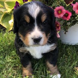 Edith - Black rust and white female Bernese Mountain Dog puppy in Pekin, Illinois from Knight Bernese