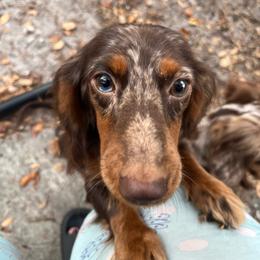 Morti - Dachshund