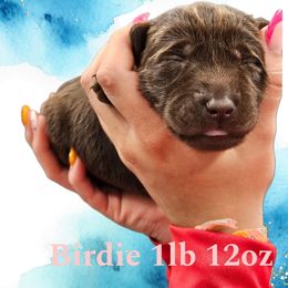 Birdie - Chocolate female Dilute Retriever puppy in Sidney, Nebraska from Nebraska Strong Labradors