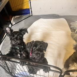 Miniature Schnauzer Puppies from Chantel's Miniature Schnauzers