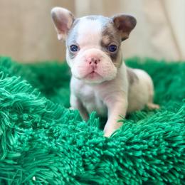 Grey boy - Blue fawn male French Bulldog puppy in Jefferson City, Missouri from Central Frenchie Haven