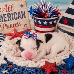 Coral - Liver and white female Shihpoo puppy in Hertford, North Carolina from Heaven Sent Shihpoo's