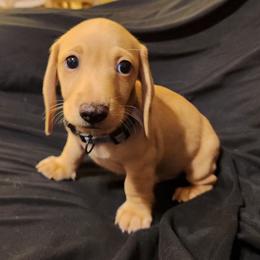 Grey Boy - Cream male Dachshund puppy in Buckeye, Arizona from AZ Dachshund Proud