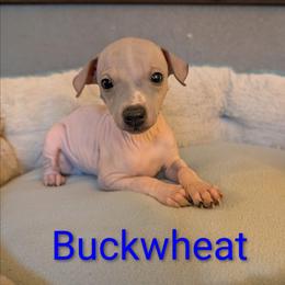 Buckwheat - Blue fawn and white male American Hairless Terrier puppy in Phoenix, Arizona from Bare Valley