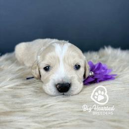 Capri - Cream female Companion Cross puppy in Utah County, Utah from Big Hearted Breeders