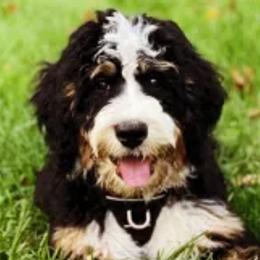 Bernedoodles, Goldendoodles, and Golden Mountain Doodles from Doodle MAINEia