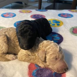 Poodle Puppies from Jaycee's Puppies