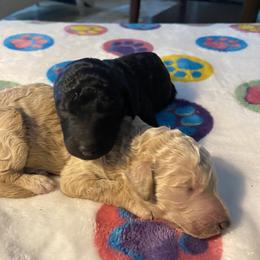Poodle Puppies from Jaycee's Puppies
