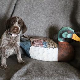 Lt. Purple - Brown and gray female Wirehaired Pointing Griffon puppy in Afton, Wisconsin from Daehler's Wirehaired Pointing Griffons