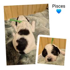 Pisces - Black white and tan male Springerdoodle puppy in Freeland, Michigan from McNally's Springer Spaniels