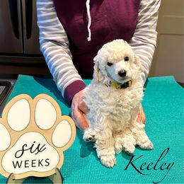 Girl 1 - female Poodle puppy in Somerville, Massachusetts from Jubilee Poodles