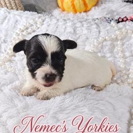 Girl 1 - Chocolate, tan and white female Yorkshire Terrier puppy in Delano, Tennessee from Nemec's Yorkies