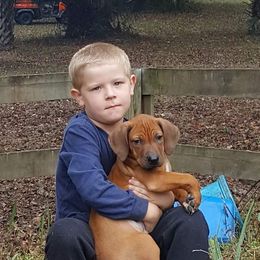 Rhodesian Ridgebacks from DogWood Kennels