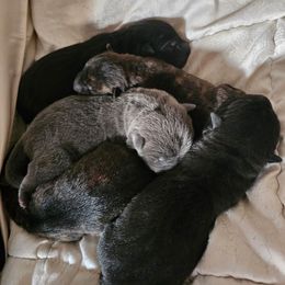 Chinese Shar-Pei puppies from Wrinkle Babies