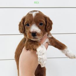Rex - Red  male Goldendoodle puppy in Rio Linda, California from GoldendoodlePaw