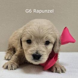 Girl 6 - Cream female Goldendoodle puppy in Milford, Michigan from Servant Kennel