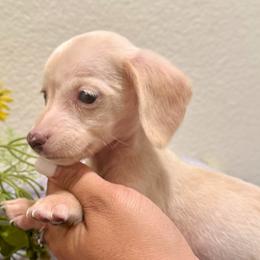 Sage - Cream female Dachshund puppy in Moreno Valley, California from Purpleheart_doxiess