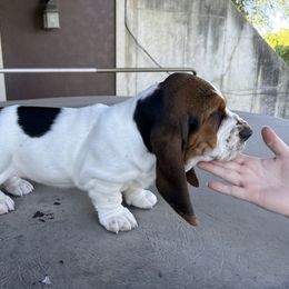 Basset Hound Puppies from Irish Acres Basset Hounds