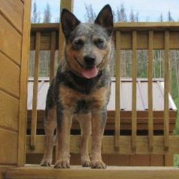 Australian Cattle Dogs from Caray Australian Cattle Dogs